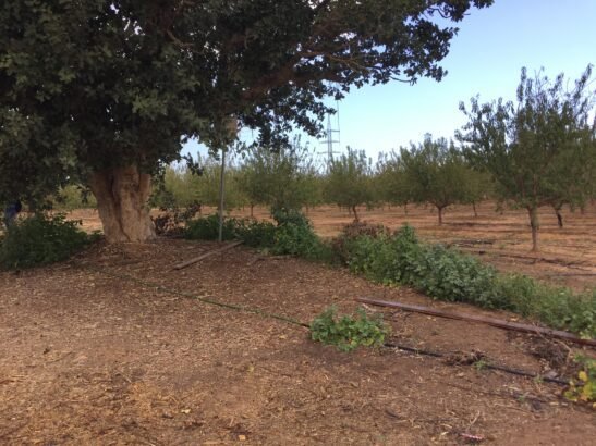 Forest Against the Trees: Zionist monocrops erase Palestinian history